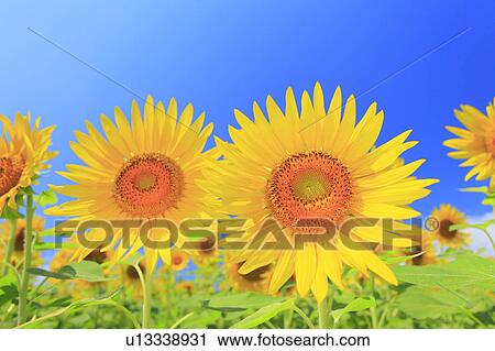 Sunflower, Nagano Prefecture, Japan View Large Photo Image Stock Image - Sunflower, Nagano Prefecture, Japan. Fotosearch