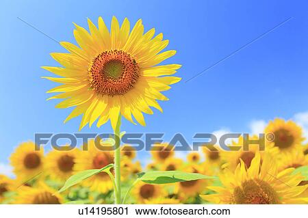Stock Image - Sunflower, Nagano Prefecture, Japan. Fotosearch