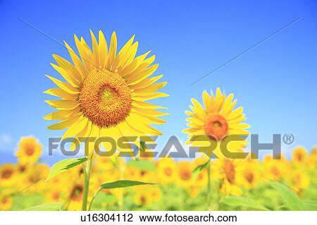 Sunflower, Nagano Prefecture, Japan View Large Photo Image Stock Image - Sunflower, Nagano Prefecture, Japan. Fotosearch