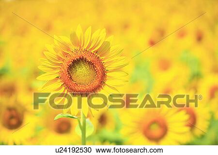 Sunflower, Nagano Prefecture, Japan View Large Photo Image Stock Image - Sunflower, Nagano Prefecture, Japan. Fotosearch