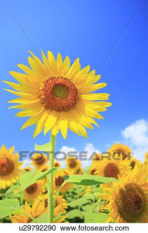 Stock Image - Sunflower, Nagano Prefecture, Japan. Fotosearch