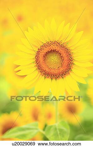 Sunflower, Nagano Prefecture, Japan View Large Photo Image Stock Photo - Sunflower, Nagano Prefecture, Japan. Fotosearch