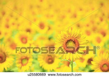 Sunflower, Nagano Prefecture, Japan View Large Photo Image Stock Photo - Sunflower, Nagano Prefecture, Japan. Fotosearch