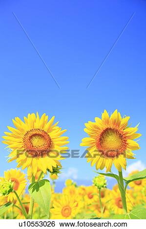 Stock Photograph - Sunflower, Nagano Prefecture, Japan. Fotosearch