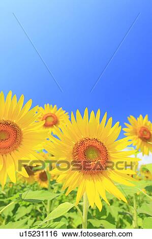 Stock Photograph - Sunflower, Nagano Prefecture, Japan. Fotosearch