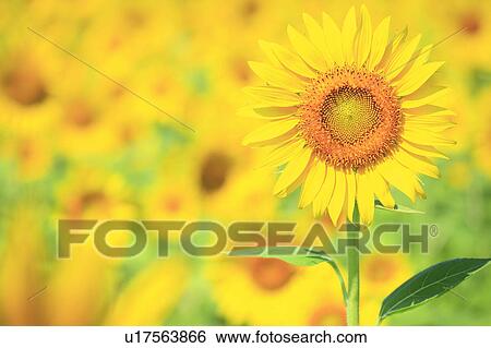 Stock Photograph - Sunflower, Nagano Prefecture, Japan. Fotosearch