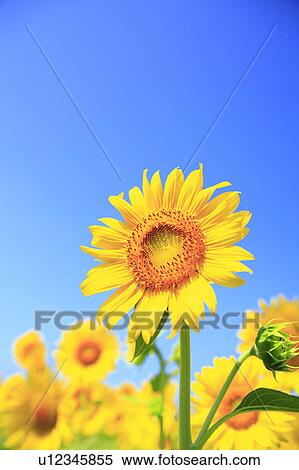 Sunflower, Nagano Prefecture, Japan View Large Photo Image Stock Photography - Sunflower, Nagano Prefecture, Japan. Fotosearch