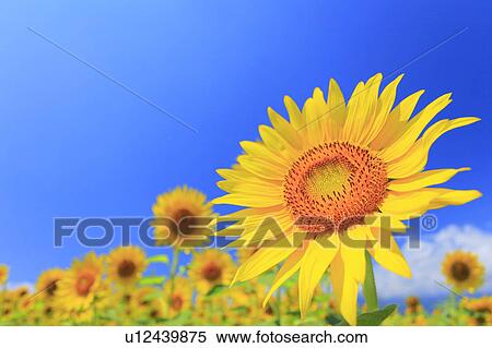 Stock Photography - Sunflower, Nagano Prefecture, Japan. Fotosearch