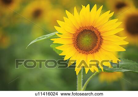 Picture - Sunflower. Fotosearch