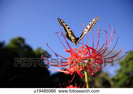 Stock Photograph - Swallowtail butterfly on red spider lily, Japan. Fotosearch