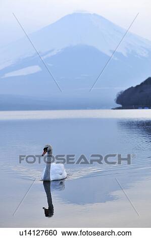 Swan and Mt Fuji View Large Photo Image Stock Image - Swan and Mt Fuji. Fotosearch