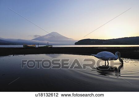 Stock Image - Swan in Yamanakako and Mt Fuji. Fotosearch