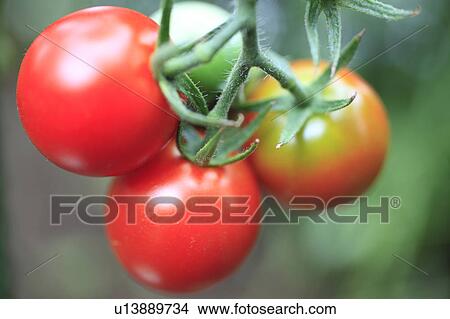 Tomatoes View Large Photo Image Picture - Tomatoes. Fotosearch