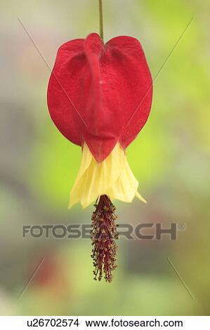 Picture - Trailing abutilon. Fotosearch