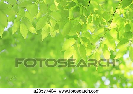 Picture - Tree, close-up. Fotosearch