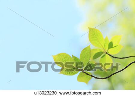 Stock Image - Tree, close-up. Fotosearch