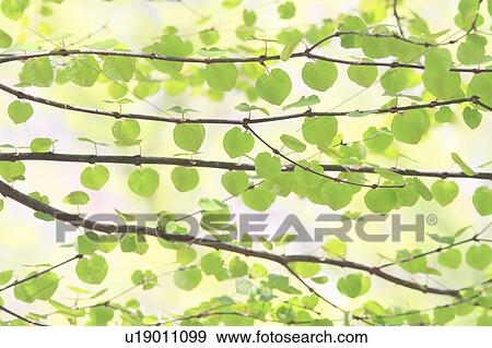 Tree, close-up View Large Photo Image Stock Photo - Tree, close-up. Fotosearch
