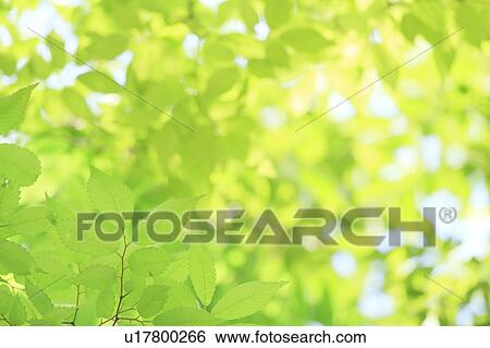 Tree, close-up View Large Photo Image Stock Photograph - Tree, close-up. Fotosearch