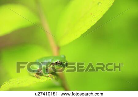 Stock Image - Tree frog, Japan. Fotosearch