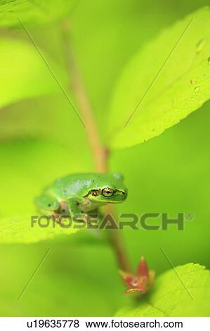 Stock Photo - Tree frog, Japan. Fotosearch