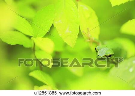 Tree frog, Japan View Large Photo Image Stock Photography - Tree frog, Japan. Fotosearch
