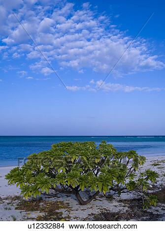 Picture - Tree on Beach. Fotosearch
