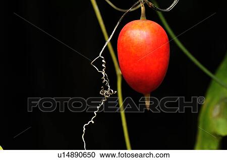 Trichosanthes cucumeroides, Chiba Prefecture, Japan View Large Photo Image Stock Image - Trichosanthes cucumeroides, Chiba Prefecture, Japan. Fotosearch