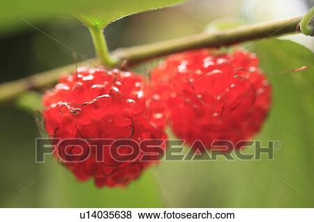 Stock Photo - Two Fruits. Fotosearch