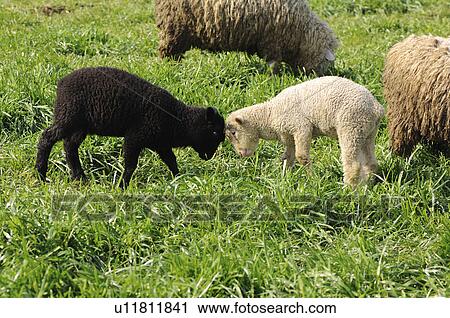 Stock Image - Two Lambs Headlocked. Fotosearch