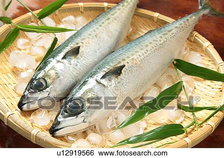 Two Mackerels View Large Photo Image Stock Photograph - Two Mackerels. Fotosearch