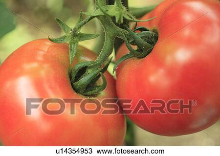 Two Ripe Tomatoes View Large Photo Image Stock Image - Two Ripe Tomatoes. Fotosearch
