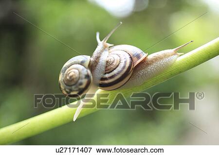 Two Snails View Large Photo Image Stock Photo - Two Snails. Fotosearch