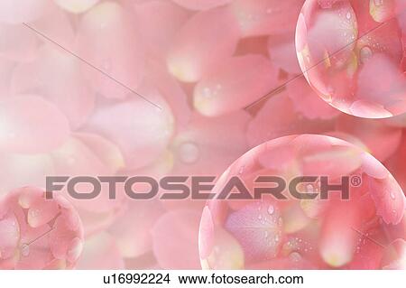 Wet rose petals View Large Photo Image Picture - Wet rose petals. Fotosearch