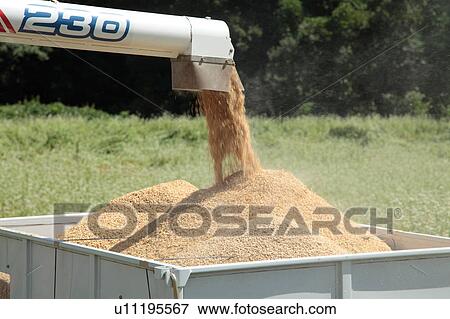 Stock Photo - Wheat Thresh. Fotosearch