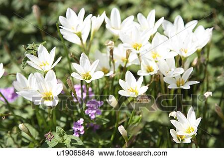 Stock Photo - White Flowers. Fotosearch