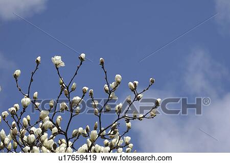 Stock Photo - White Magnolia, Tokyo Prefecture, Japan. Fotosearch