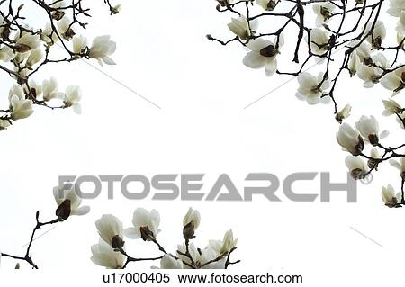 White Magnolia, Tokyo Prefecture, Japan View Large Photo Image Stock Photography - White Magnolia, Tokyo Prefecture, Japan. Fotosearch