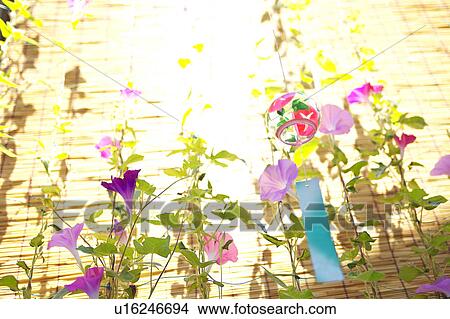 Windchime and Morning Glory Flowers View Large Photo Image Picture - Windchime and Morning Glory Flowers. Fotosearch