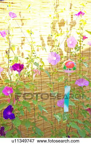 Windchime and Morning Glory Flowers View Large Photo Image Stock Photo - Windchime and Morning Glory Flowers. Fotosearch