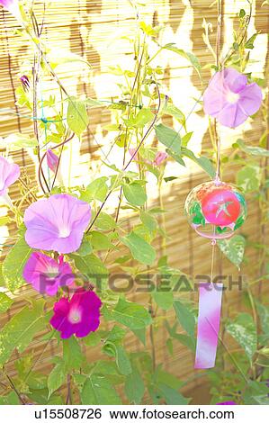 Windchime and Morning Glory Flowers View Large Photo Image Stock Photograph - Windchime and Morning Glory Flowers. Fotosearch