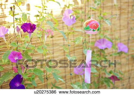 Windchime and Morning Glory Flowers View Large Photo Image Stock Photograph - Windchime and Morning Glory Flowers. Fotosearch