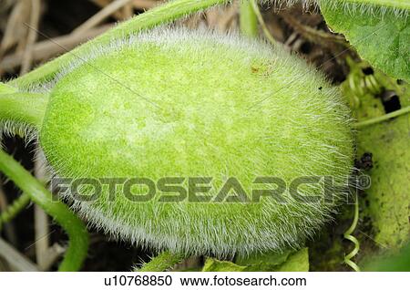 Stock Image - Winter melon, Chiba Prefecture, Japan. Fotosearch