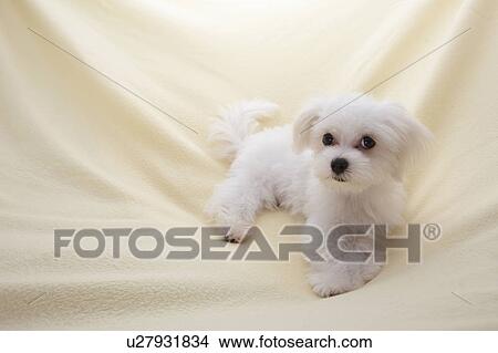 Young Maltese on blanket View Large Photo Image Picture - Young Maltese on blanket. Fotosearch