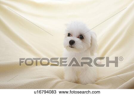 Young Maltese on blanket View Large Photo Image Stock Image - Young Maltese on blanket. Fotosearch