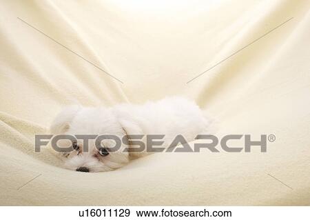 Stock Photo - Young Maltese on blanket. Fotosearch