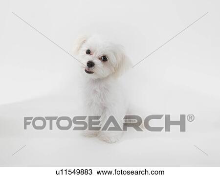 Stock Image - Young Maltese. Fotosearch