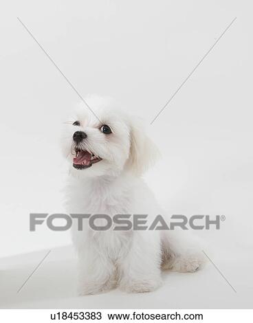 Young Maltese View Large Photo Image Stock Image - Young Maltese. Fotosearch