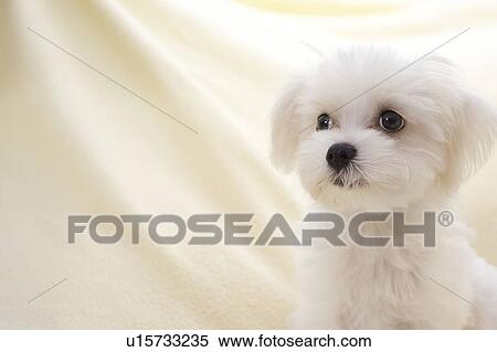 Young Maltese View Large Photo Image Stock Photography - Young Maltese. Fotosearch