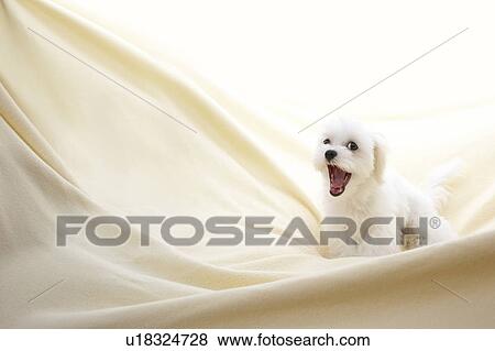 Stock Photo - Young Maltese yawning. Fotosearch