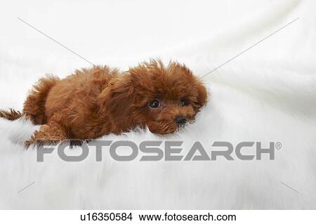 Picture - Young Toy Poodle on artificial fur. Fotosearch
